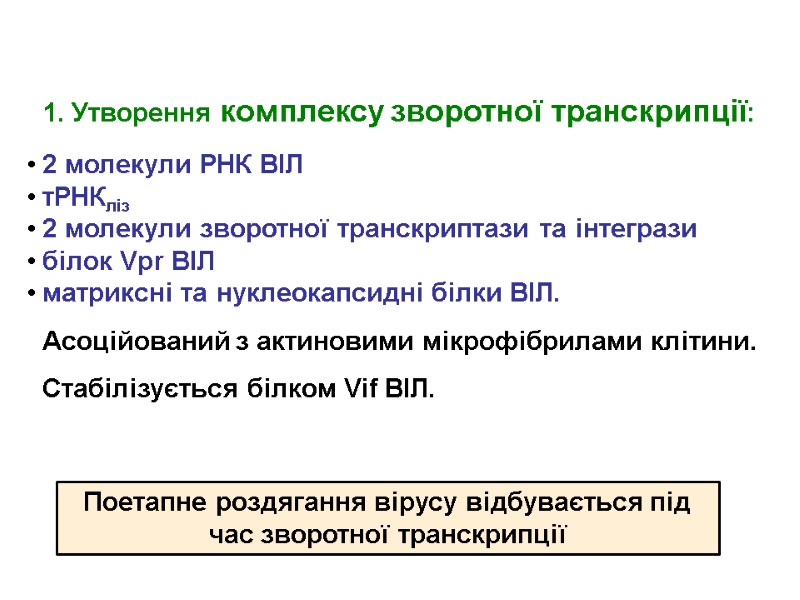 1. Утворення комплексу зворотної транскрипції: 2 молекули РНК ВІЛ тРНКліз 2 молекули зворотної транскриптази